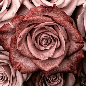 Meet your Posher, Isabel